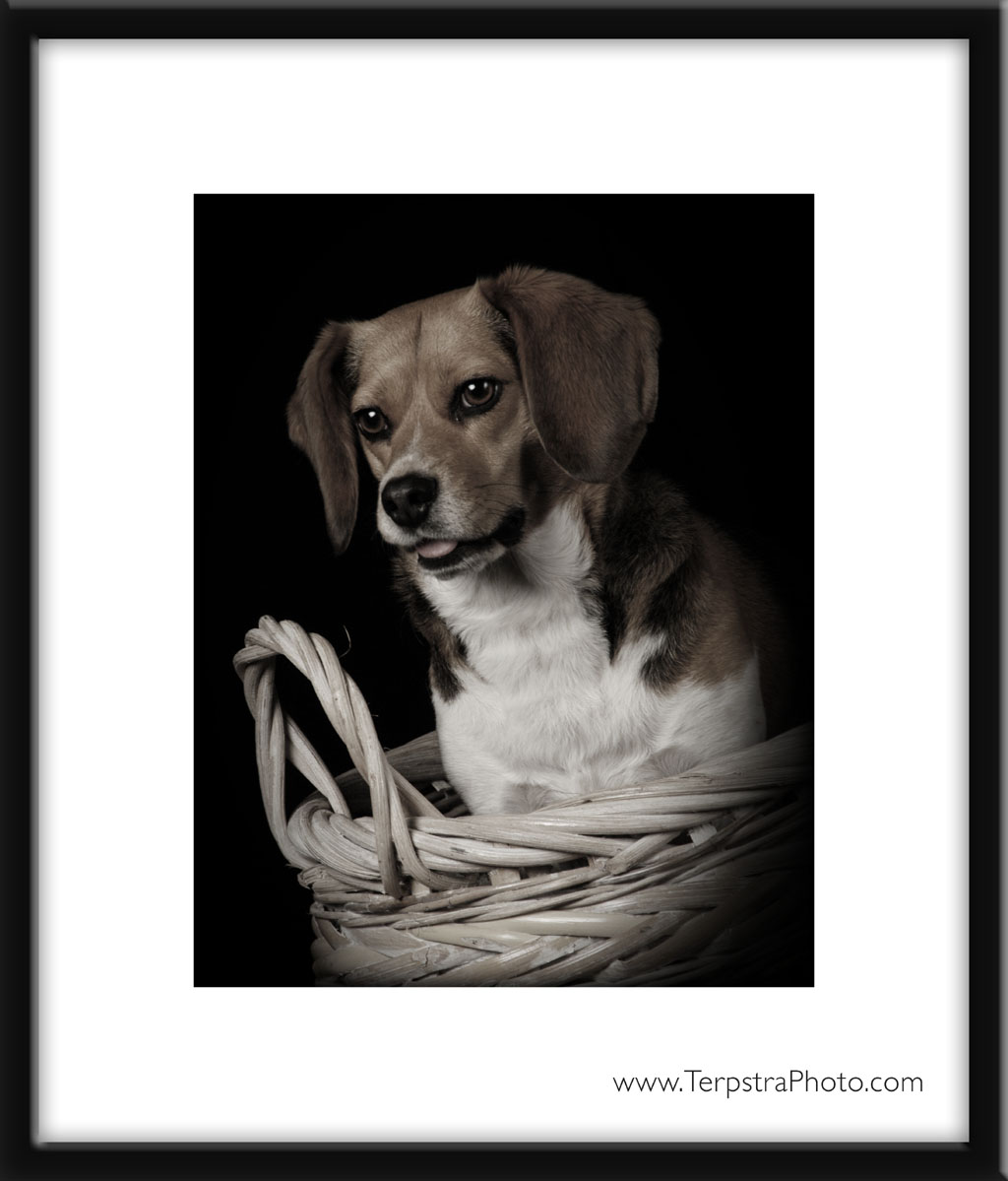 beagle-basket_6657c.jpg