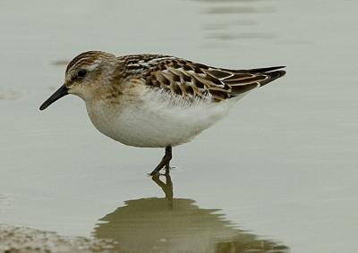 kleine strandloper CRW_6426-web.jpg