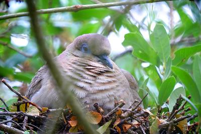 Mourning Dove with ETX-90