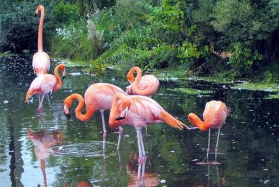 Flamingos.JPG