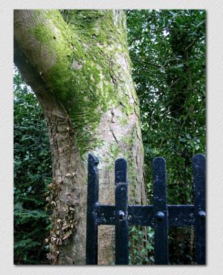 Tree Gate