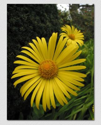 Yellow Flowers