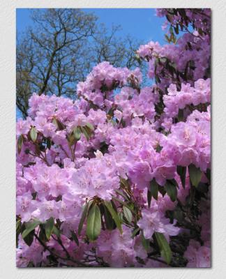 Rhododendrons