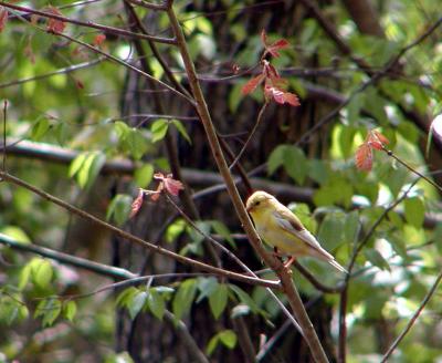 American Goldfinch