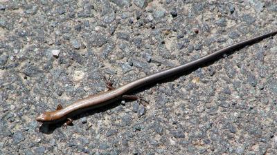 Ground Skink