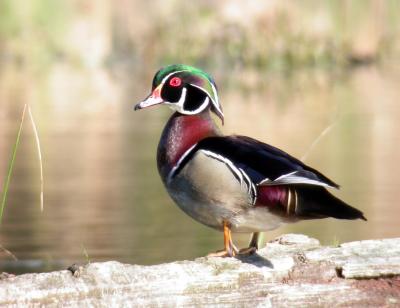 Wood Duck
