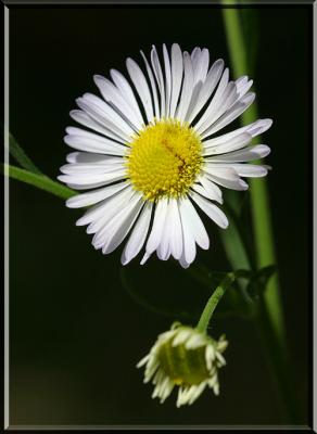 weedflower.jpg