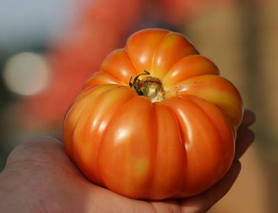 megian tomatoe.jpg