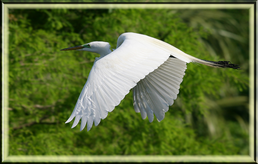 egretfly.jpg