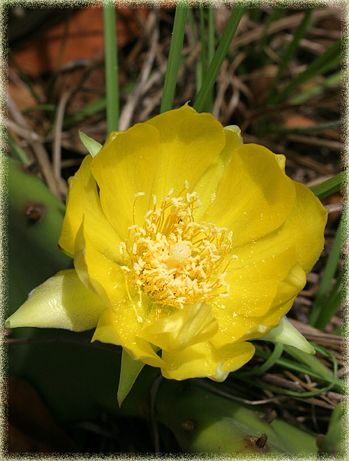 cactusflower2.jpg