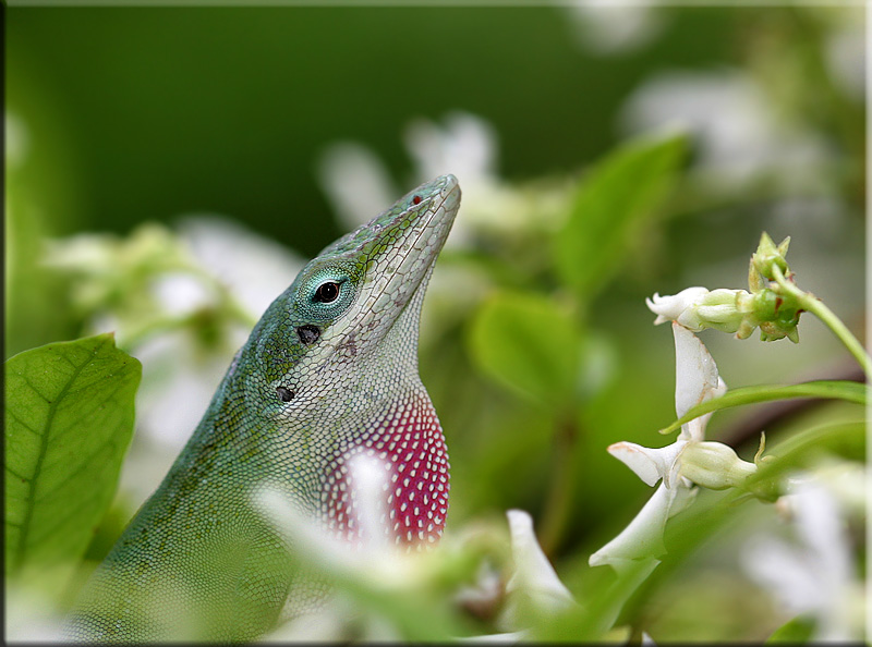 lizardmacro.jpg