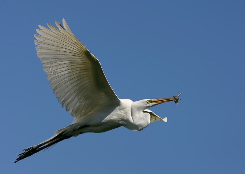 egretfly200mm1.jpg