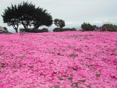 Pacific Grove