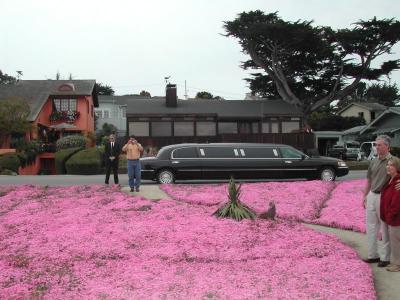 Iceplant and Limo