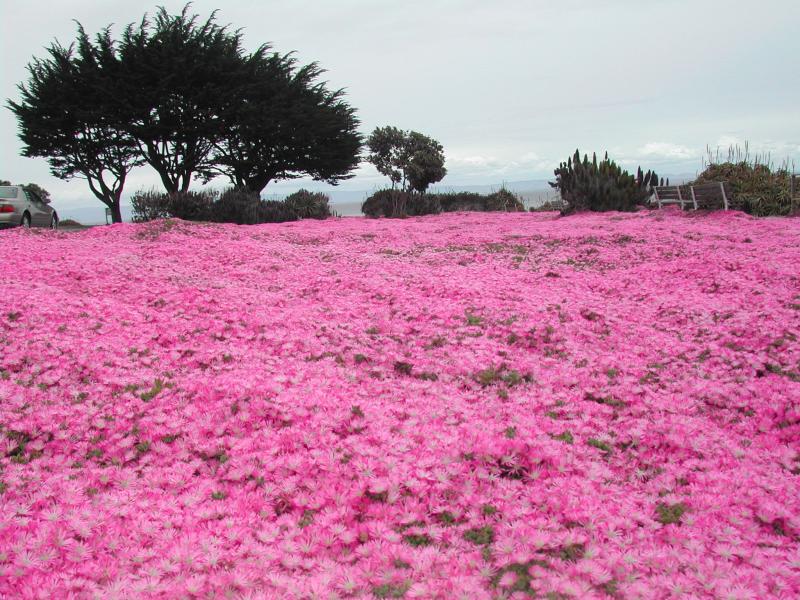 Pacific Grove