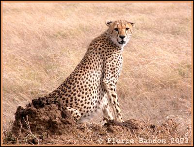 Cheetah (Gupard)