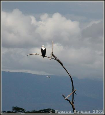 African Fish Eagle (Pygargue vocifer)