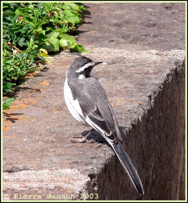 African Pied Wagtail (Bergeronnette pie)