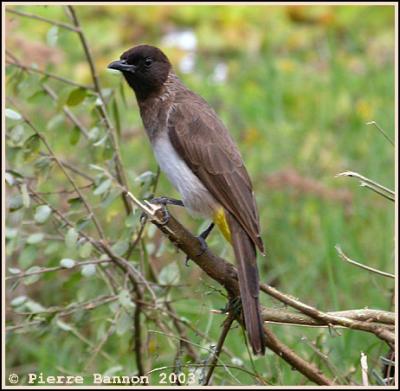 Common Bulbul (Bulbul des jardins)