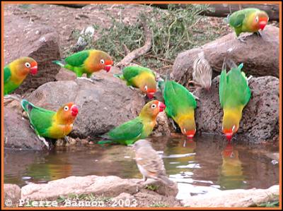 Fischer's Lovebird (Insparable de Fischer)