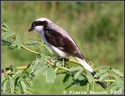 Gray-backed Fiscal (Pie-griche  dos gris)