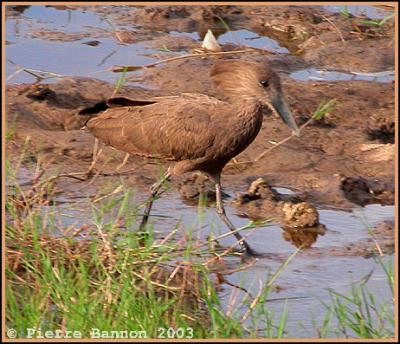 Hamerkop (Ombrette africaine)