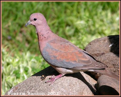 Laughing Dove (Tourterelle maille)