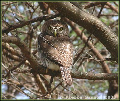 Pearl-spotted Owlet (Chevchette perle)