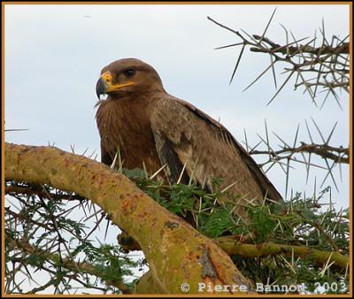 Tawny Eagle (Aigle ravisseur)