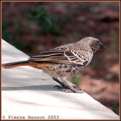 Rufous-tailed Weaver (Histurgopse  queue rouge)