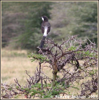 Long-tailed Fiscal (Pie-griche  longue queue)