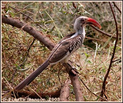 Red-billed Hornbill (Calao  bec rouge)
