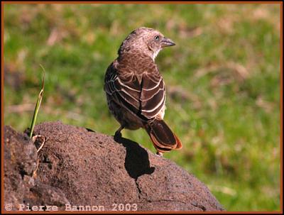 Rufous-tailed Weaver (Histurgopse  queue rouge)