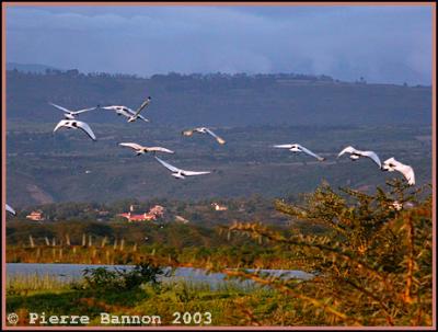 Sacred Ibis (Ibis sacr)