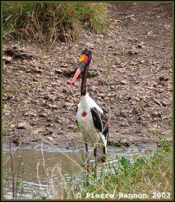 Saddle-billed Stork (Jabiru d'Afrique)