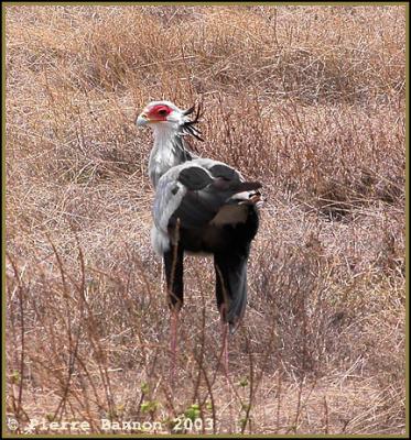 Secretary Bird (Messager sagittaire)