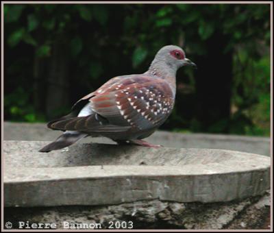Speckled Pigeon (Pigeon roussard)