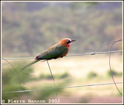 White-fronted Bee-eater (Gupier  front blanc)