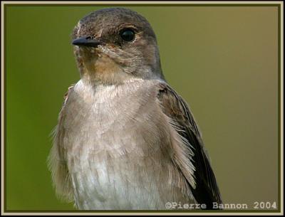 Portraits d'hirondelles (Swallows)