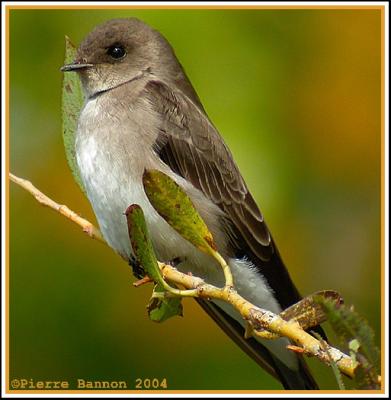 Hirondelle  ailes hrisses (Rough-winged Swallow)