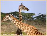 Kenya and Tanzania animals