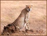 Cheetah (Gupard)
