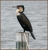 Great Cormorant (Grand Cormoran)