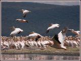 Great White Pelican (Plican blanc)