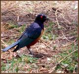 Hildebrandts Starling (Choucador de Hildebrandt)