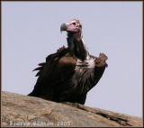 Lappet-faced Vulture (Vautour oricou)