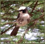 Northern White-crowned Shrike (Eurocphale de Rpplell)