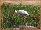 Yellow-billed Stork (Tantale ibis)