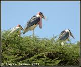Marabou Stork (Marabou dAfrique)