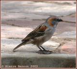 Rufous Sparrow (Moineau roux)